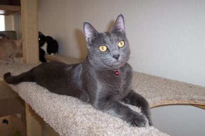 Peanut the gray cat lying on a cat tree shelf
